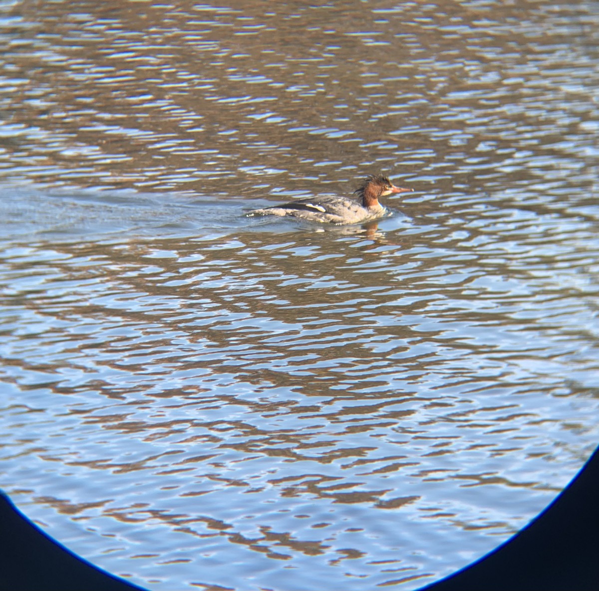 Common Merganser - ML647025230