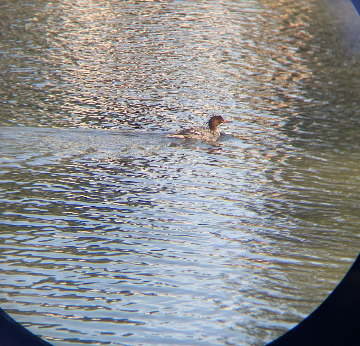 Common Merganser - ML647025232