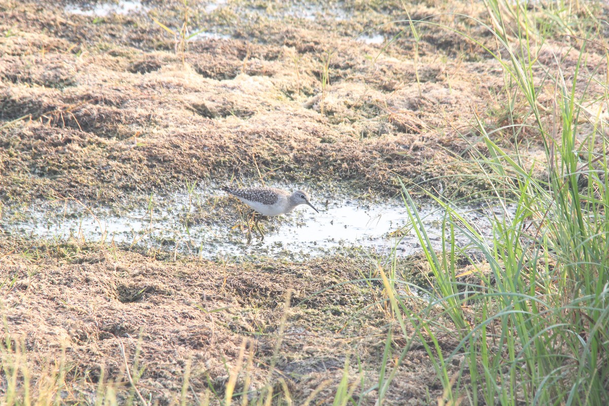 vodouš bahenní - ML647025233