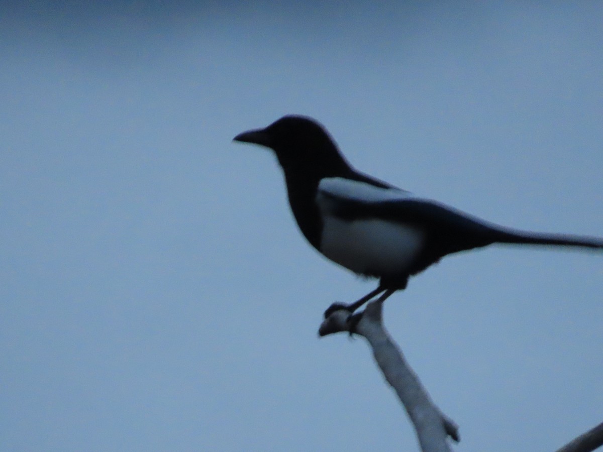 Black-billed Magpie - ML647025239