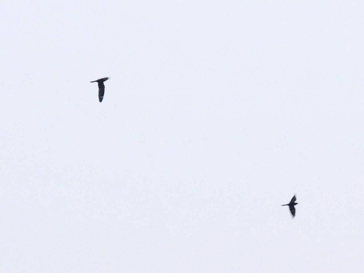 Lesser Nighthawk - ML647025243