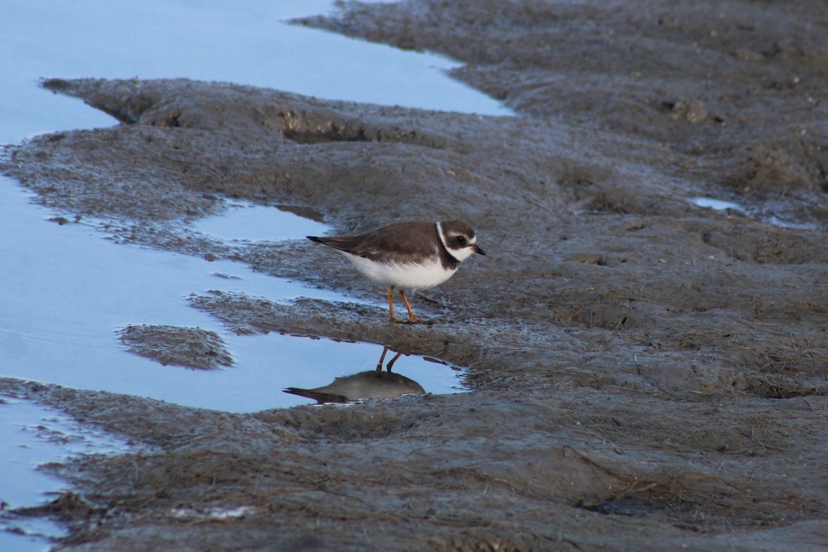 Semipalmated Plover - ML647025249