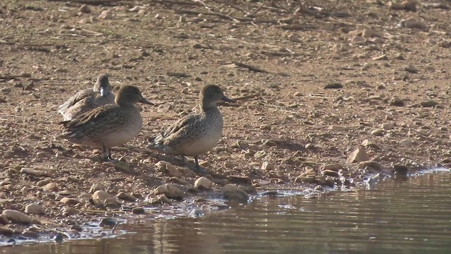 Cerceta Común - ML647025251