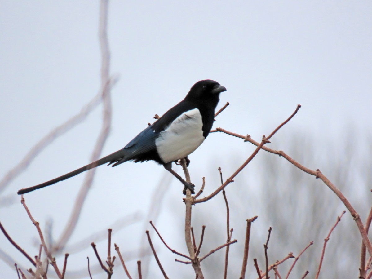 Eurasian Magpie - ML647025252