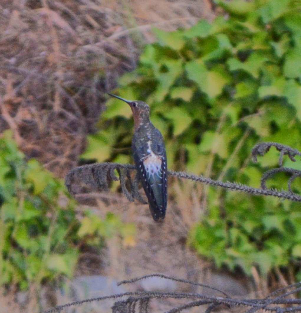 Giant Hummingbird - ML647025256