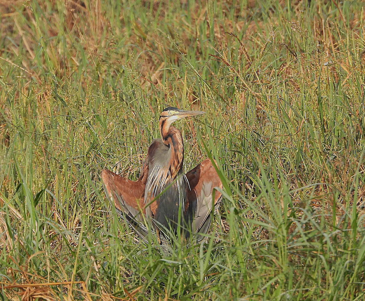 Purple Heron - ML647025270
