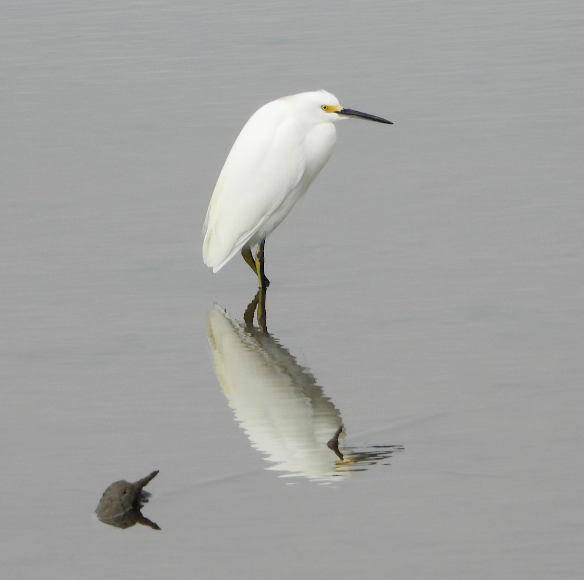 לבנית אמריקנית - ML647025271