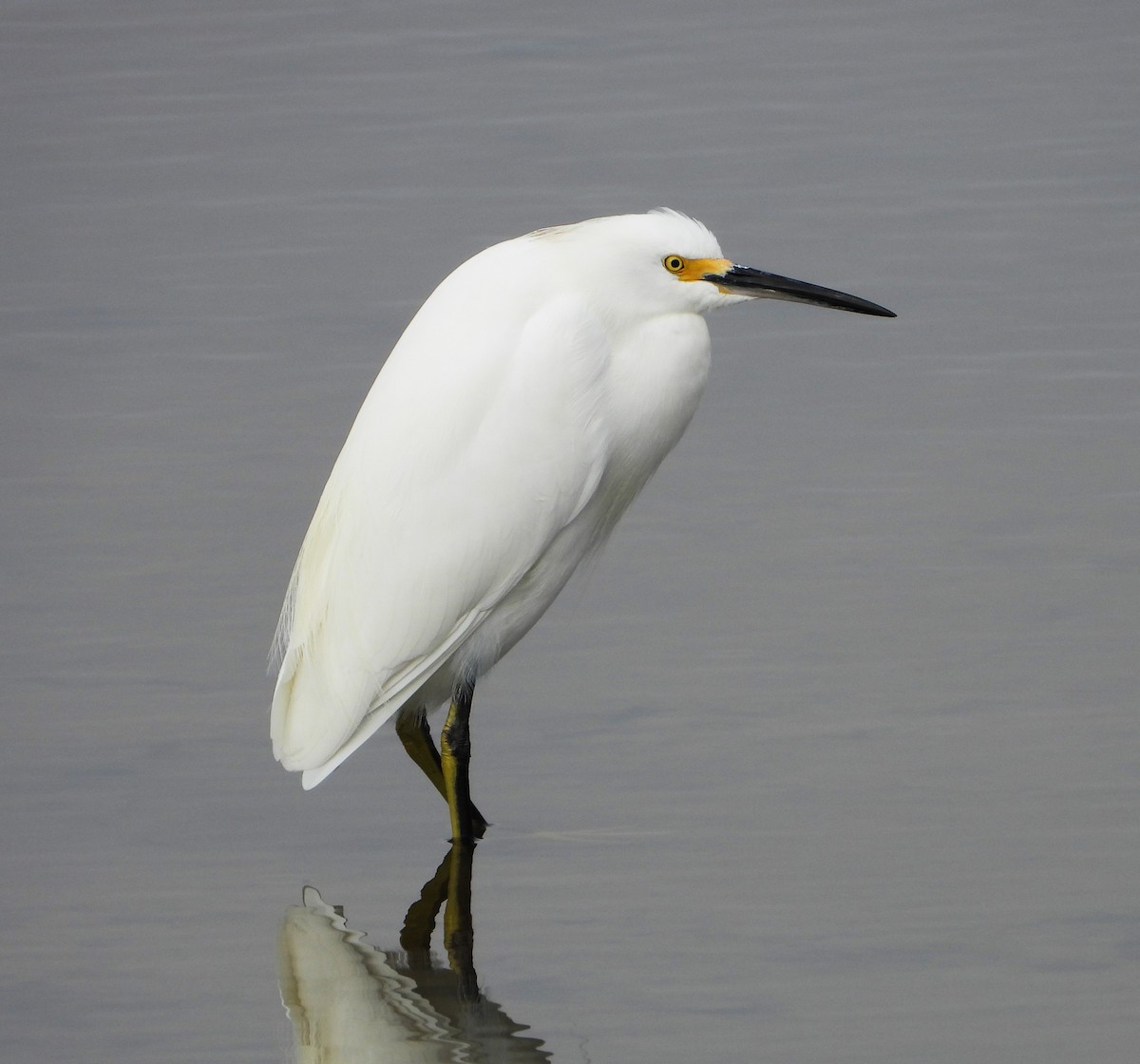 לבנית אמריקנית - ML647025272