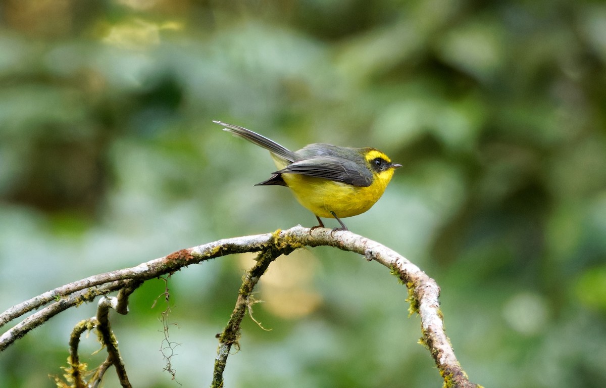 Yellow-bellied Fairy-Fantail - ML647025276