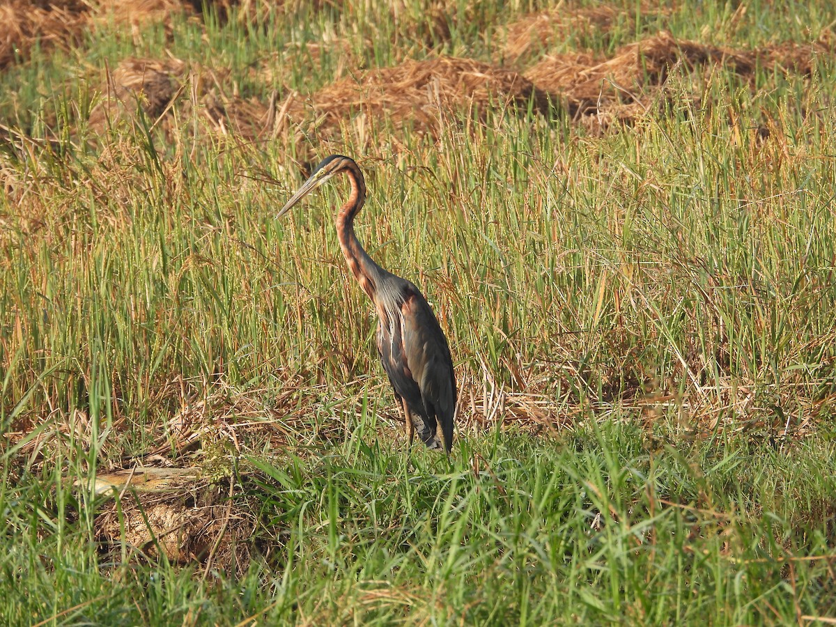 Purple Heron - ML647025277