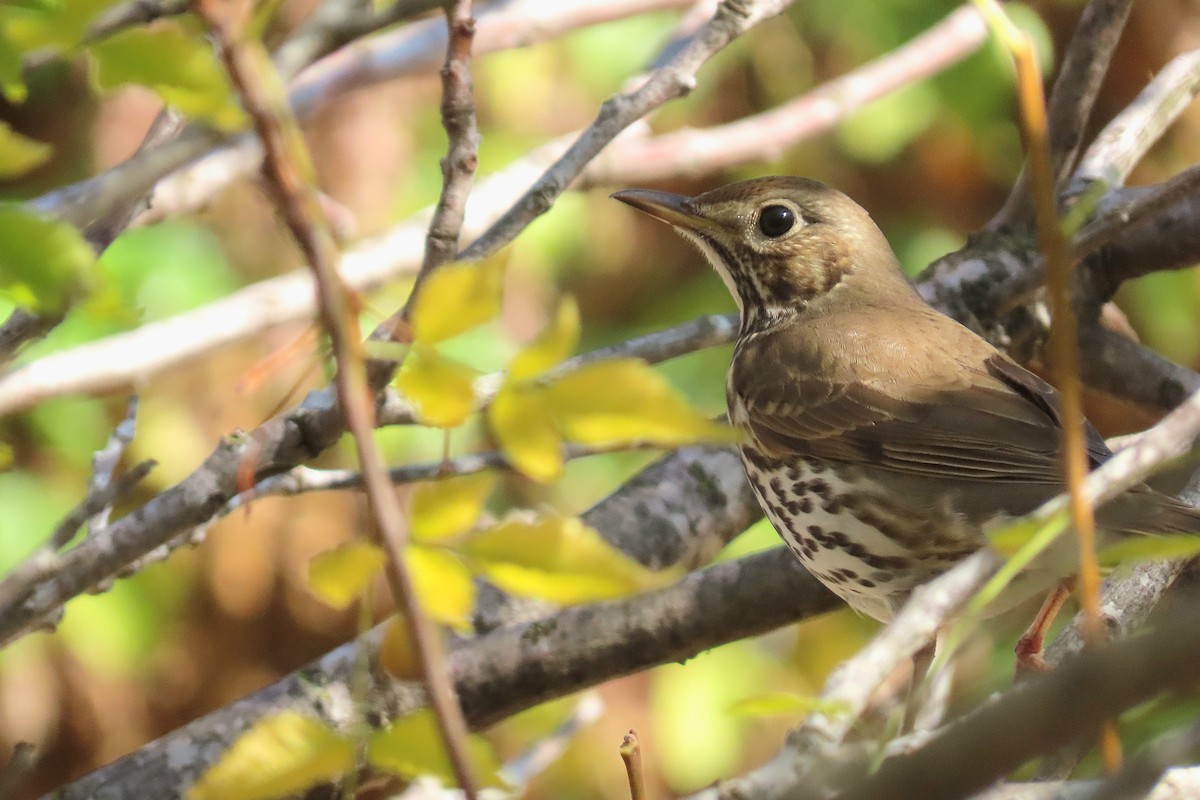 Song Thrush - ML647025278