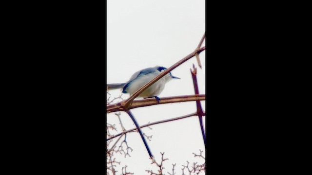 Perlita Cejiancha - ML647025281