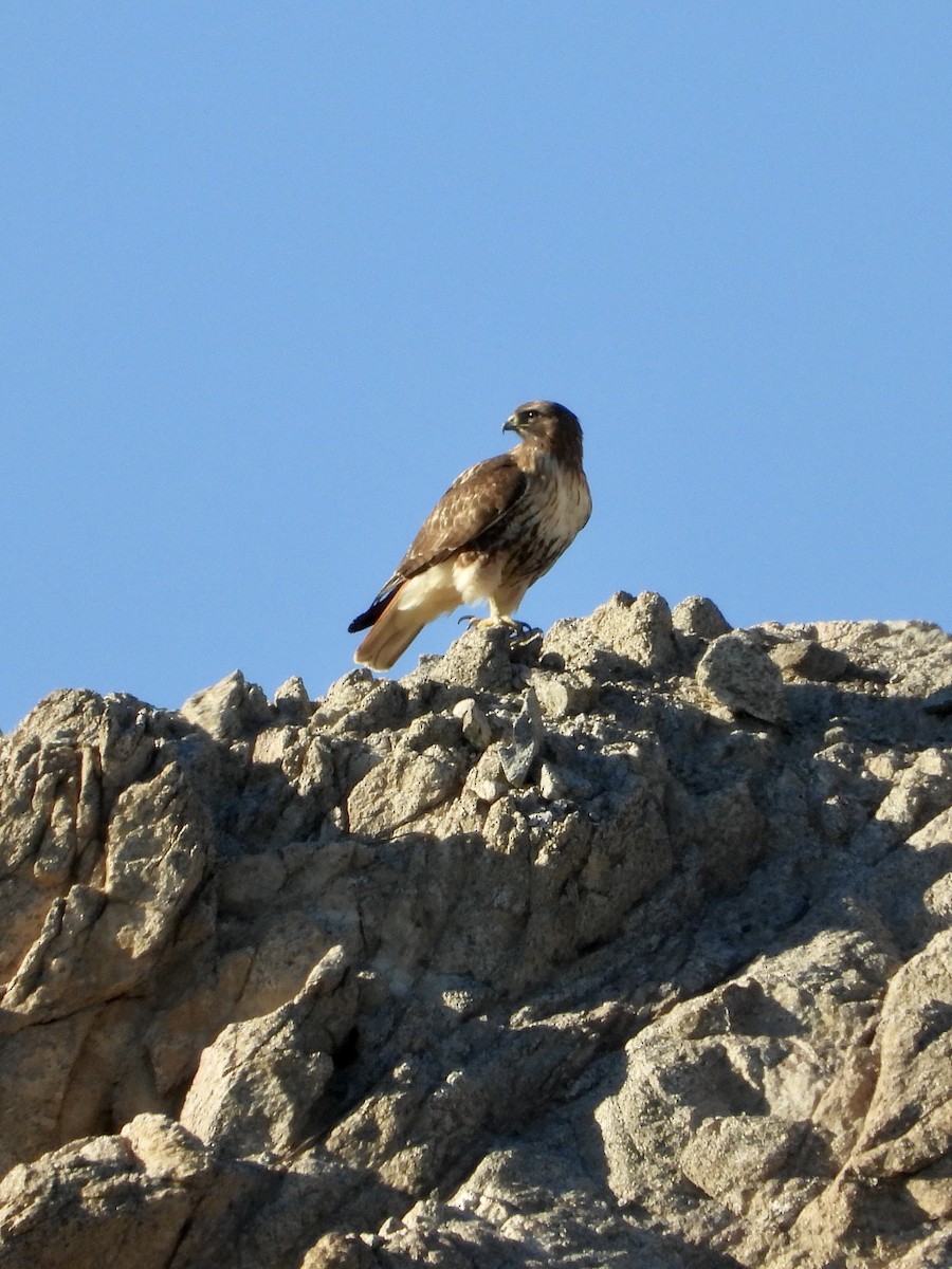 Red-tailed Hawk - ML647025288