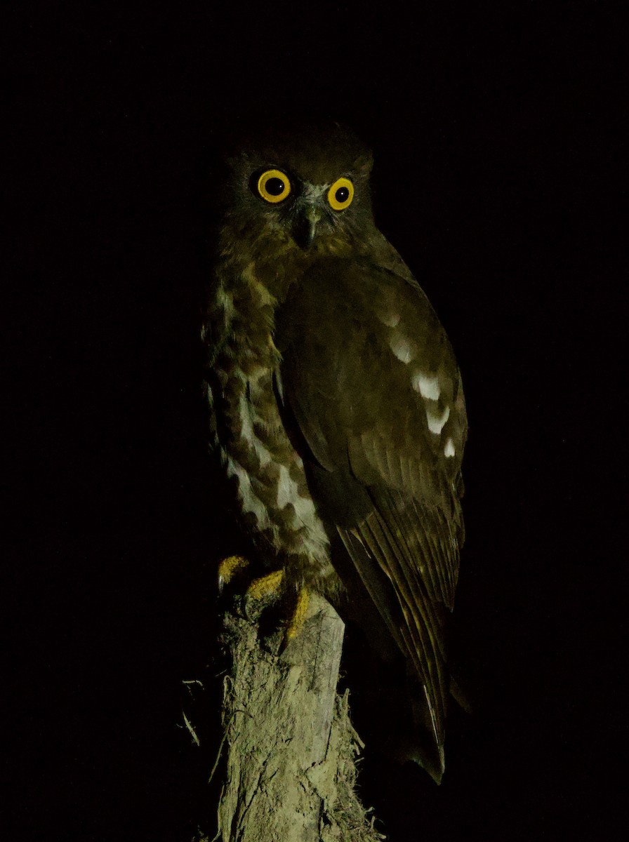 Brown Boobook - ML647025289