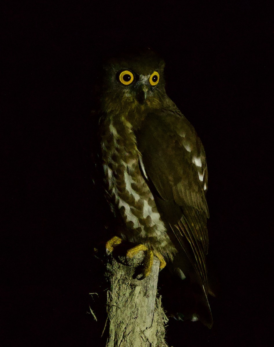 Brown Boobook - ML647025291