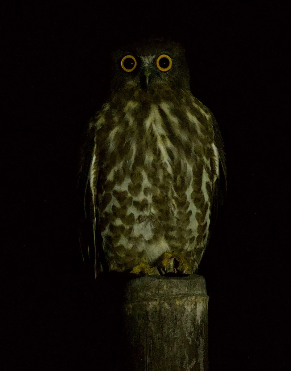 Brown Boobook - ML647025292