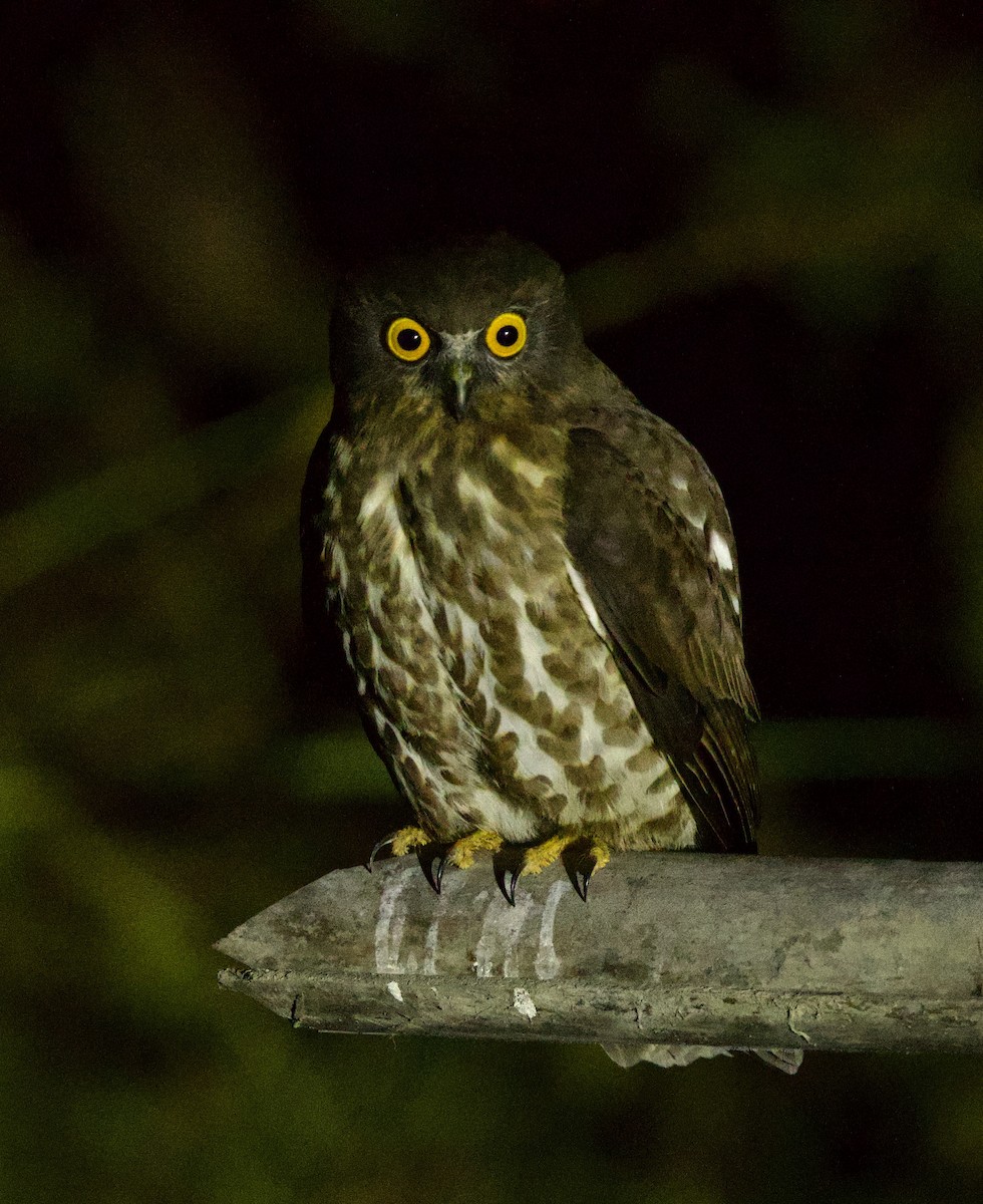 Brown Boobook - ML647025293