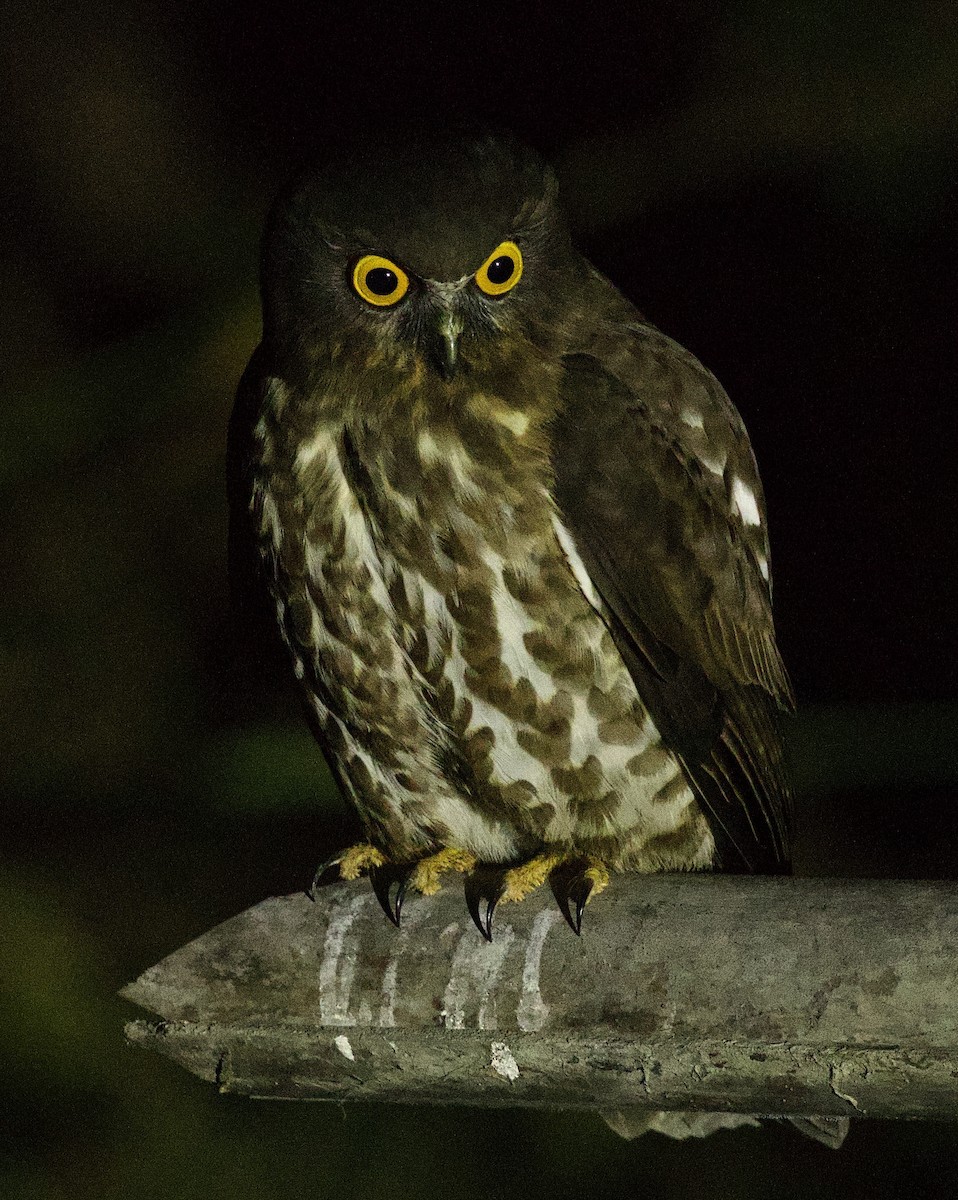 Brown Boobook - ML647025294