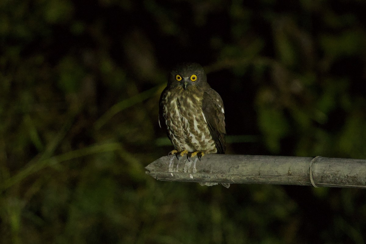 Brown Boobook - ML647025295