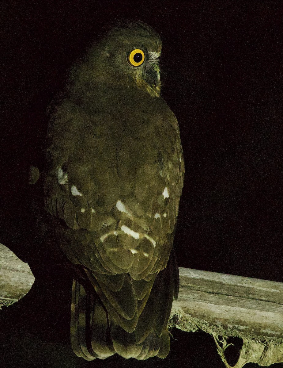 Brown Boobook - ML647025296