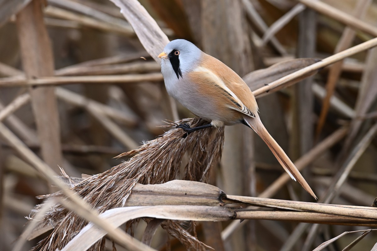 Bearded Reedling - ML647025297