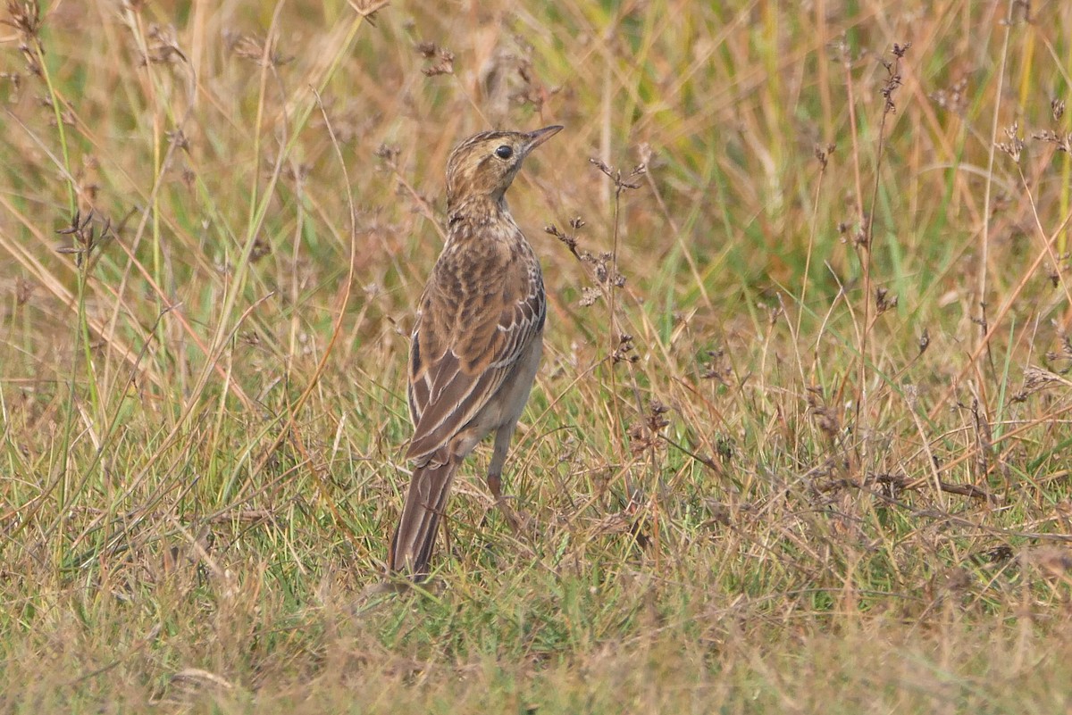 linduška velká - ML647025299