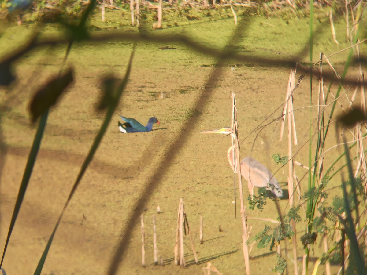 Uroilo urdin burugrisa - ML647025304