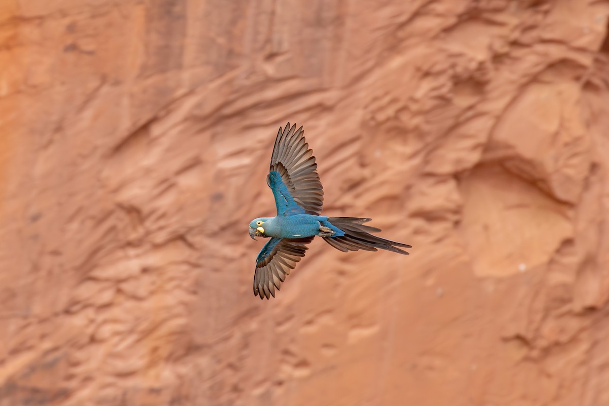 indigoara - ML647025310