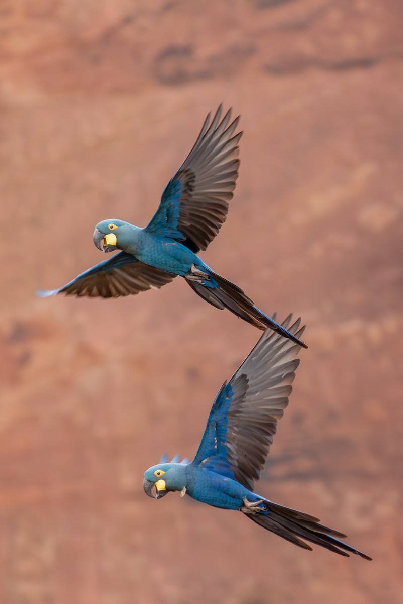 indigoara - ML647025311