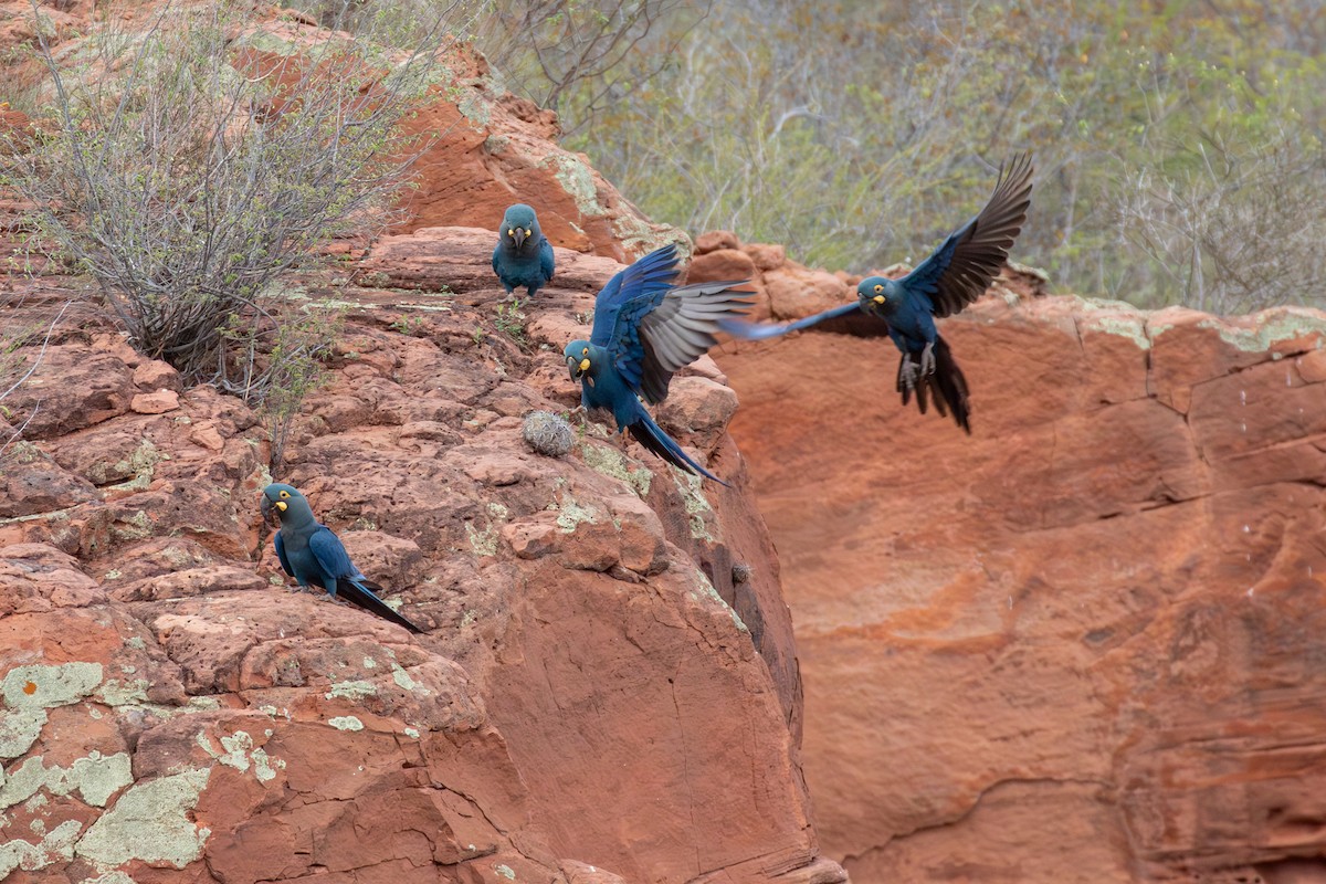 indigoara - ML647025312