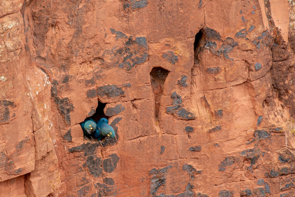 indigoara - ML647025313