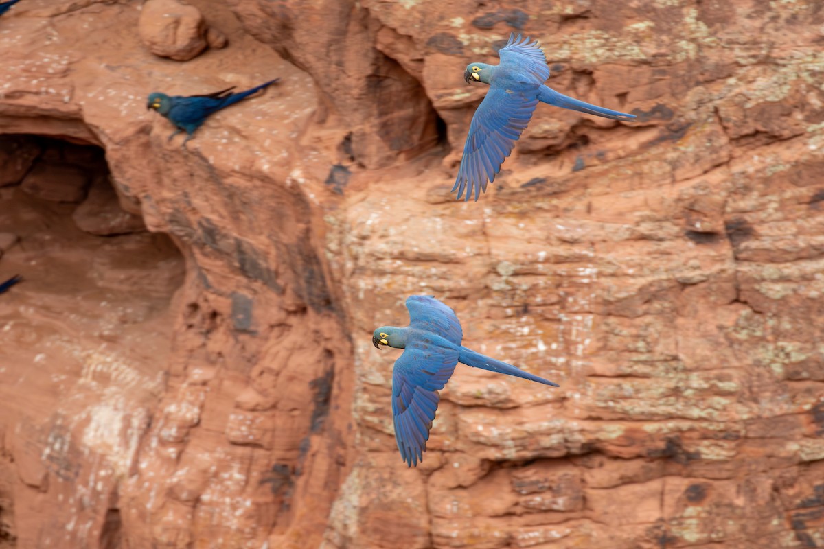 indigoara - ML647025314