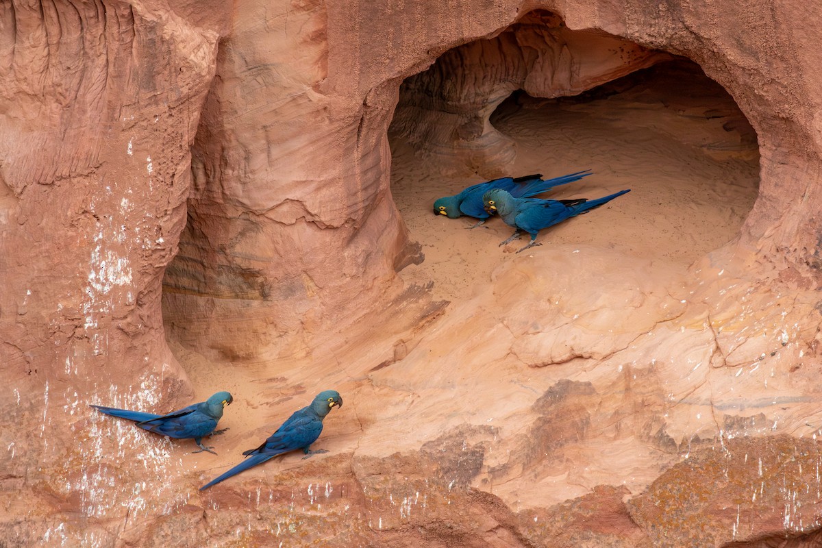 indigoara - ML647025316