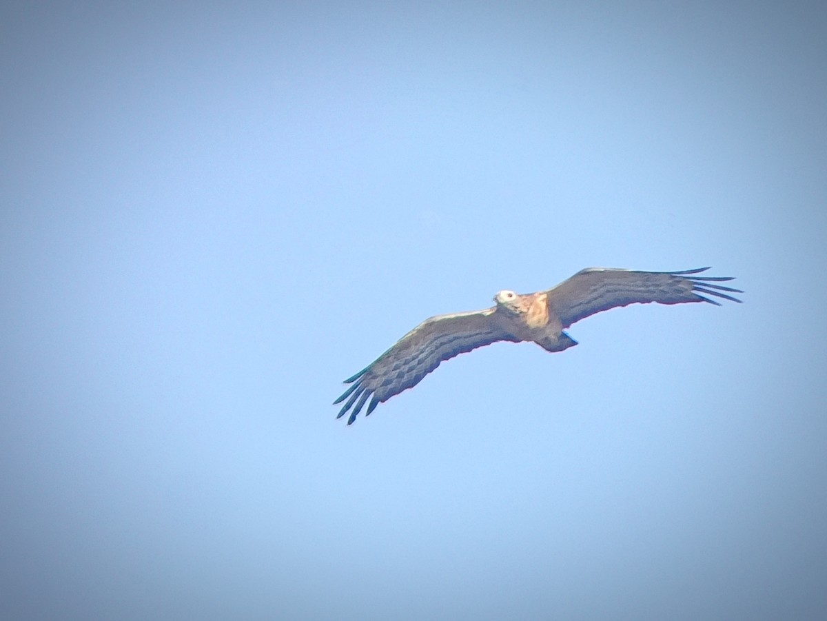 Oriental Honey-buzzard - ML647025317