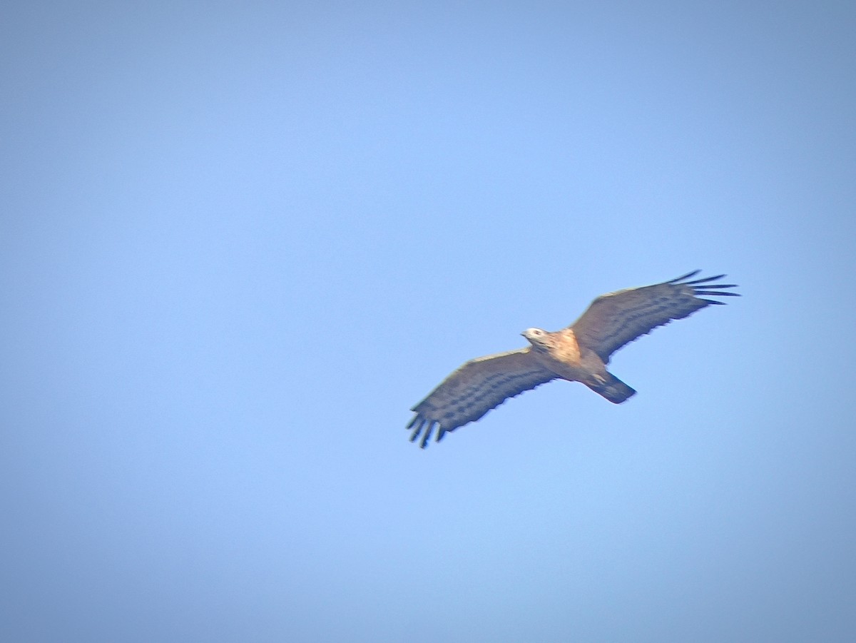 Oriental Honey-buzzard - ML647025318