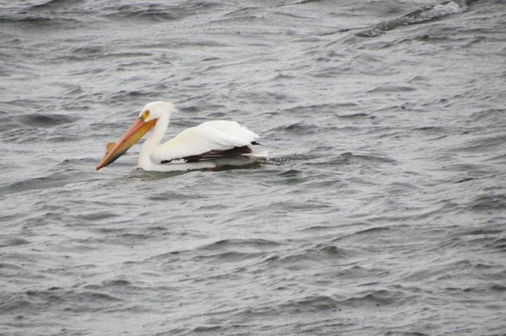 Amerika Pelikanı - ML647025320