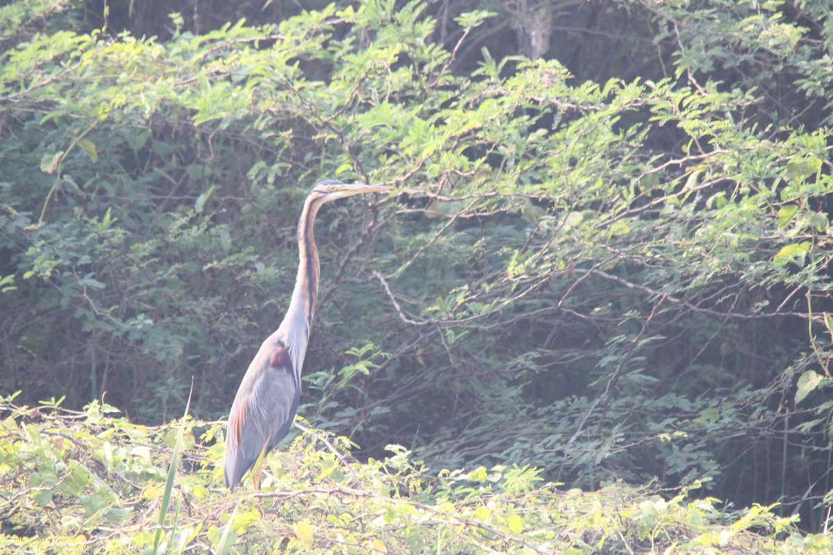 Purple Heron - ML647025331