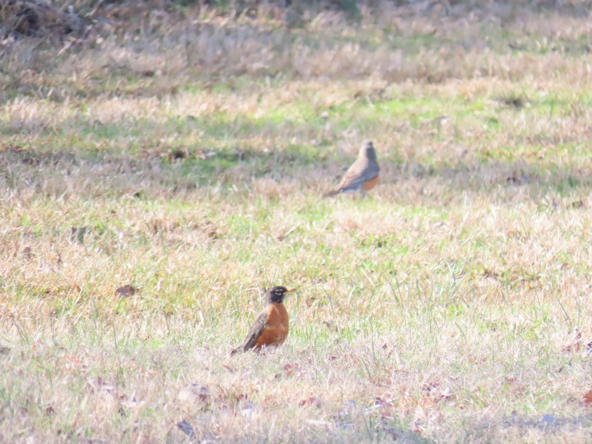 American Robin - ML647025332