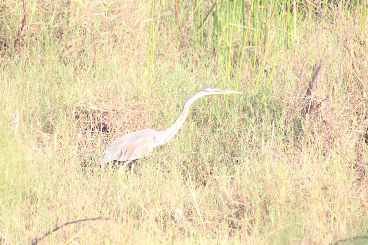 Purple Heron - ML647025333