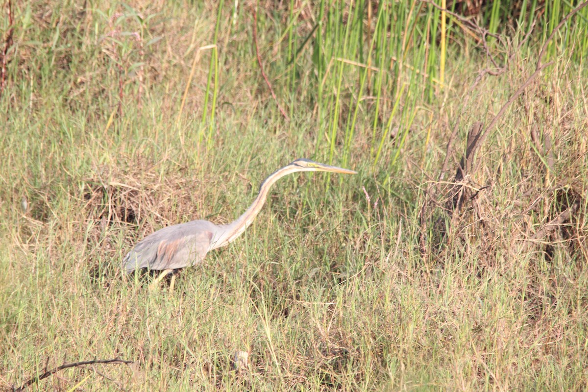 Purple Heron - ML647025334