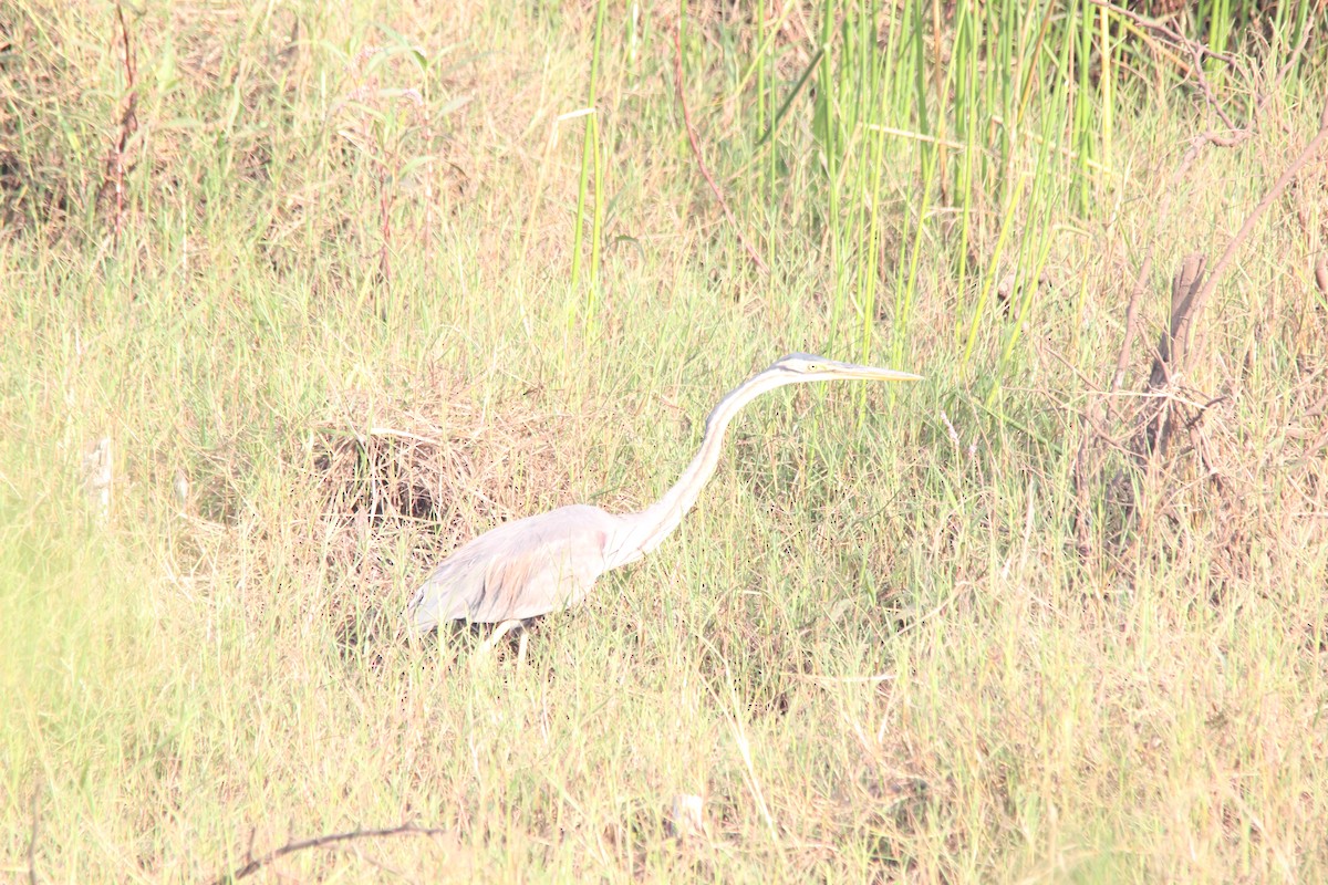 Purple Heron - ML647025335