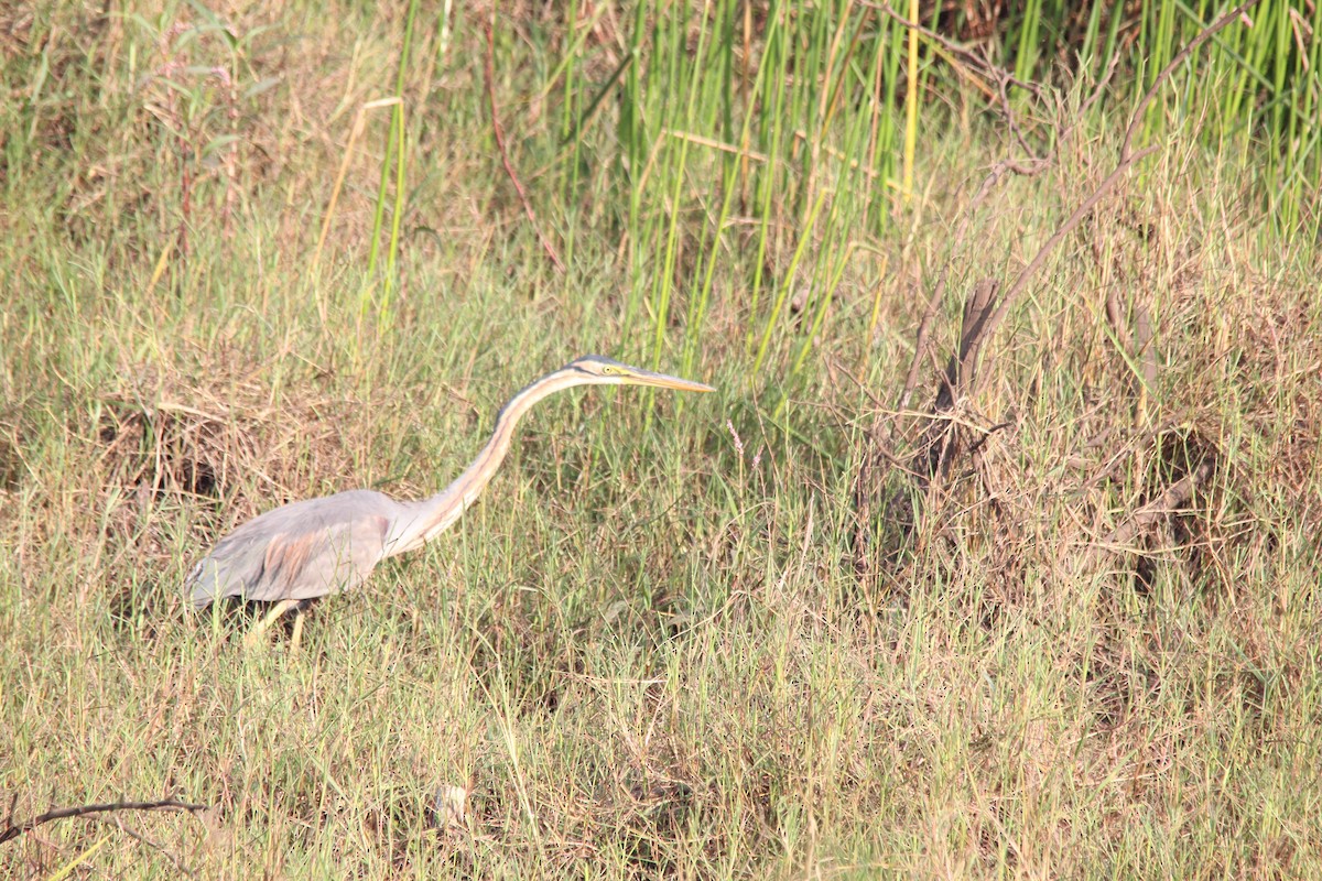 Purple Heron - ML647025336