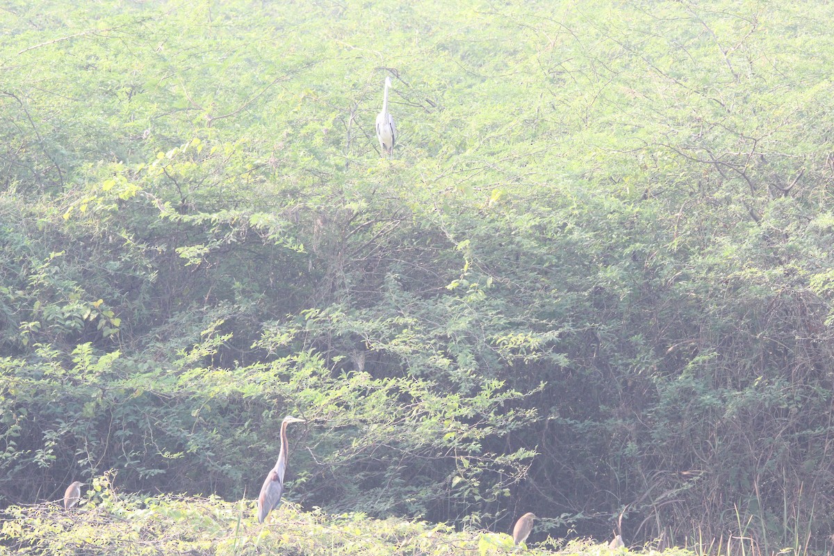 Purple Heron - ML647025337