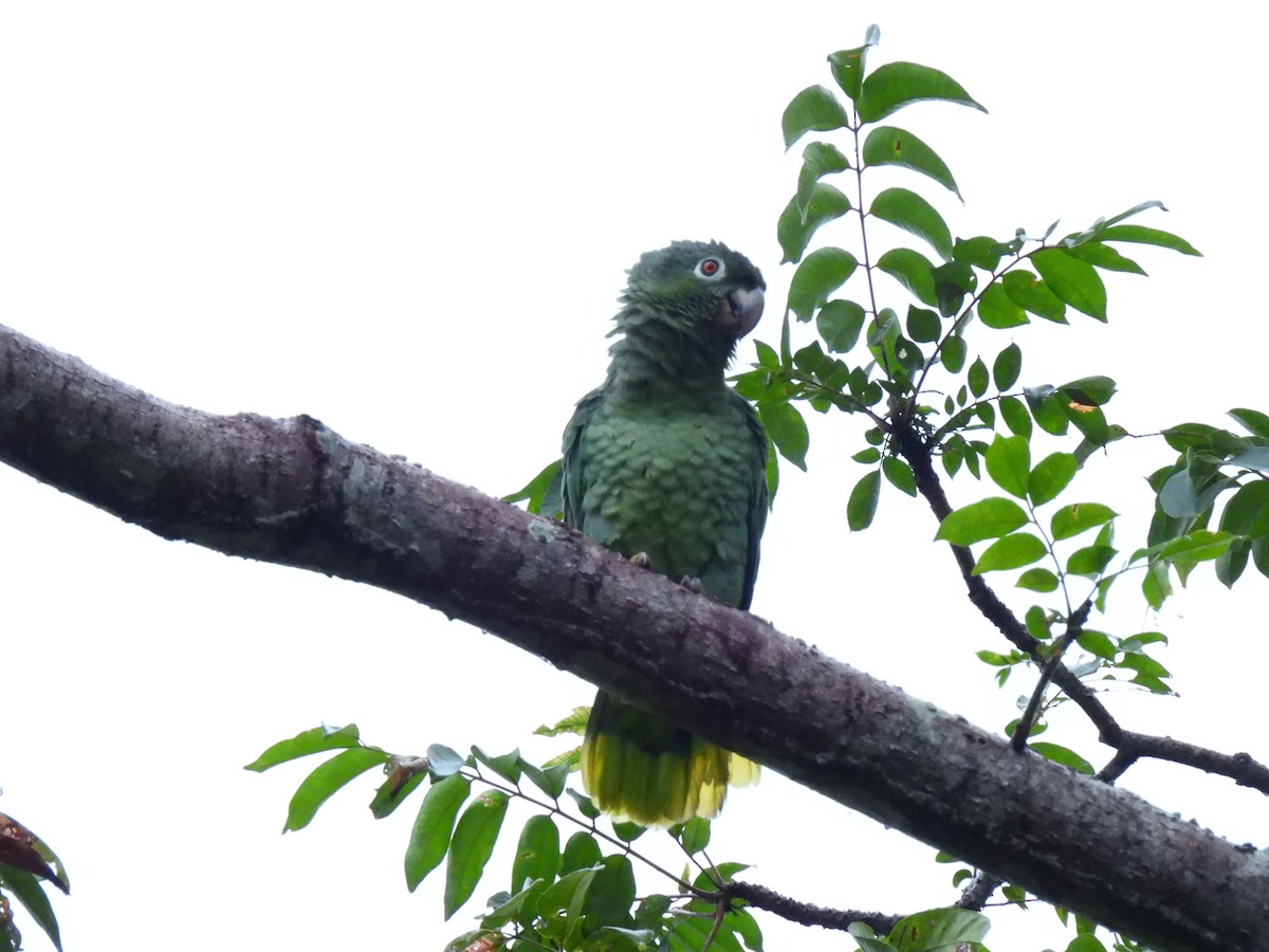 Mealy Amazon - ML647025339