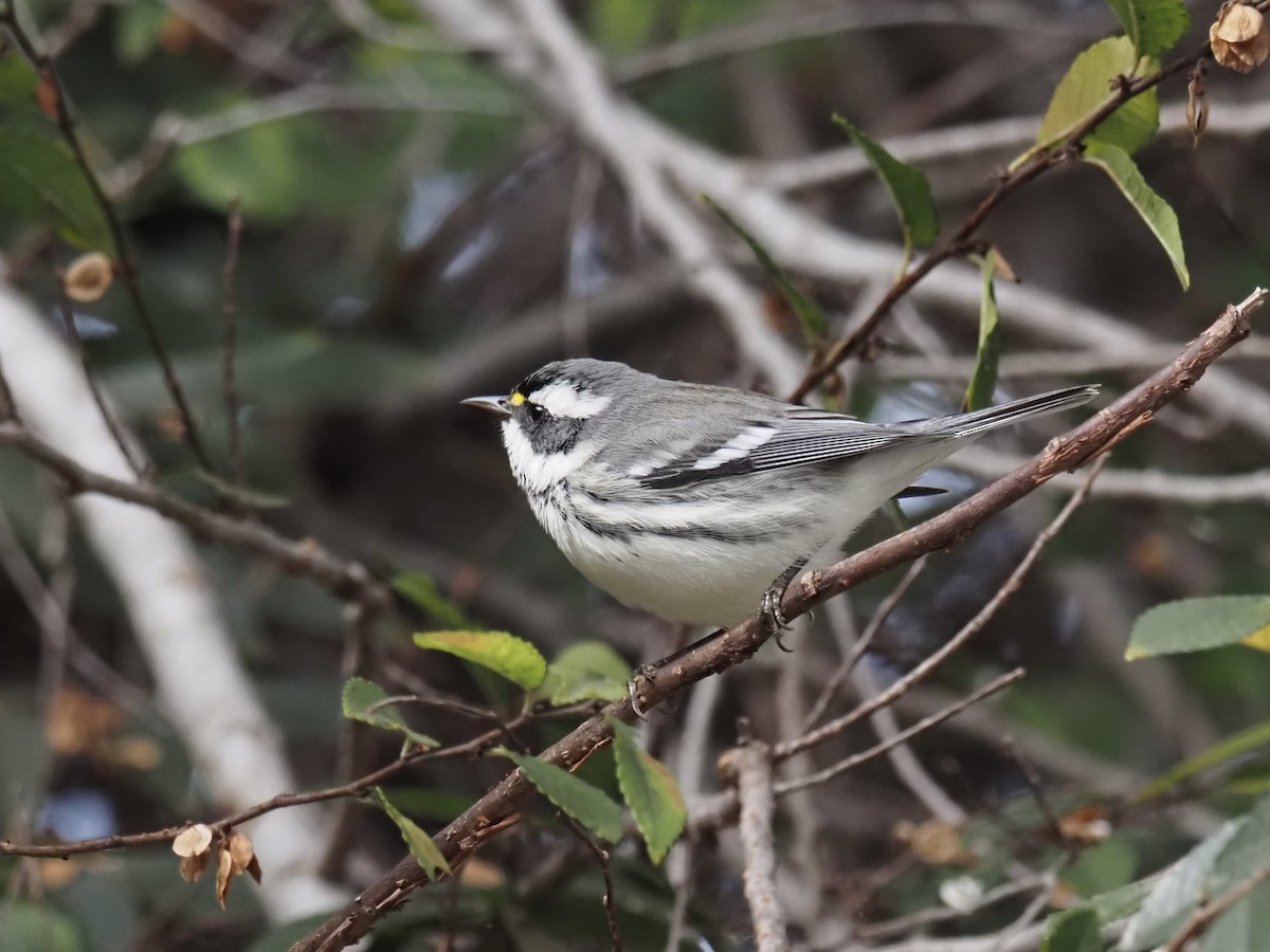 Kara Şeritli Ötleğen - ML647025347