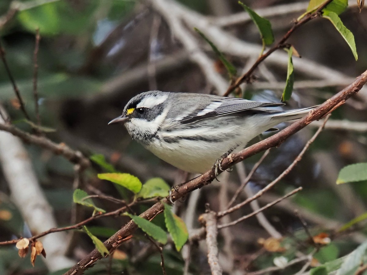 Kara Şeritli Ötleğen - ML647025348