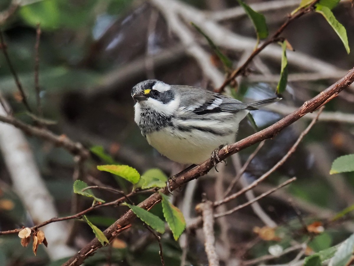 Kara Şeritli Ötleğen - ML647025349