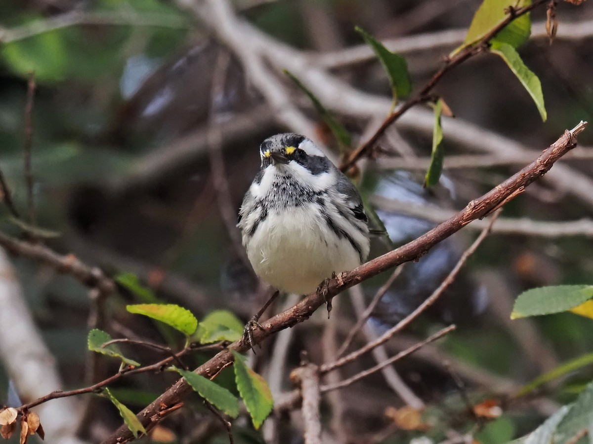 Kara Şeritli Ötleğen - ML647025350