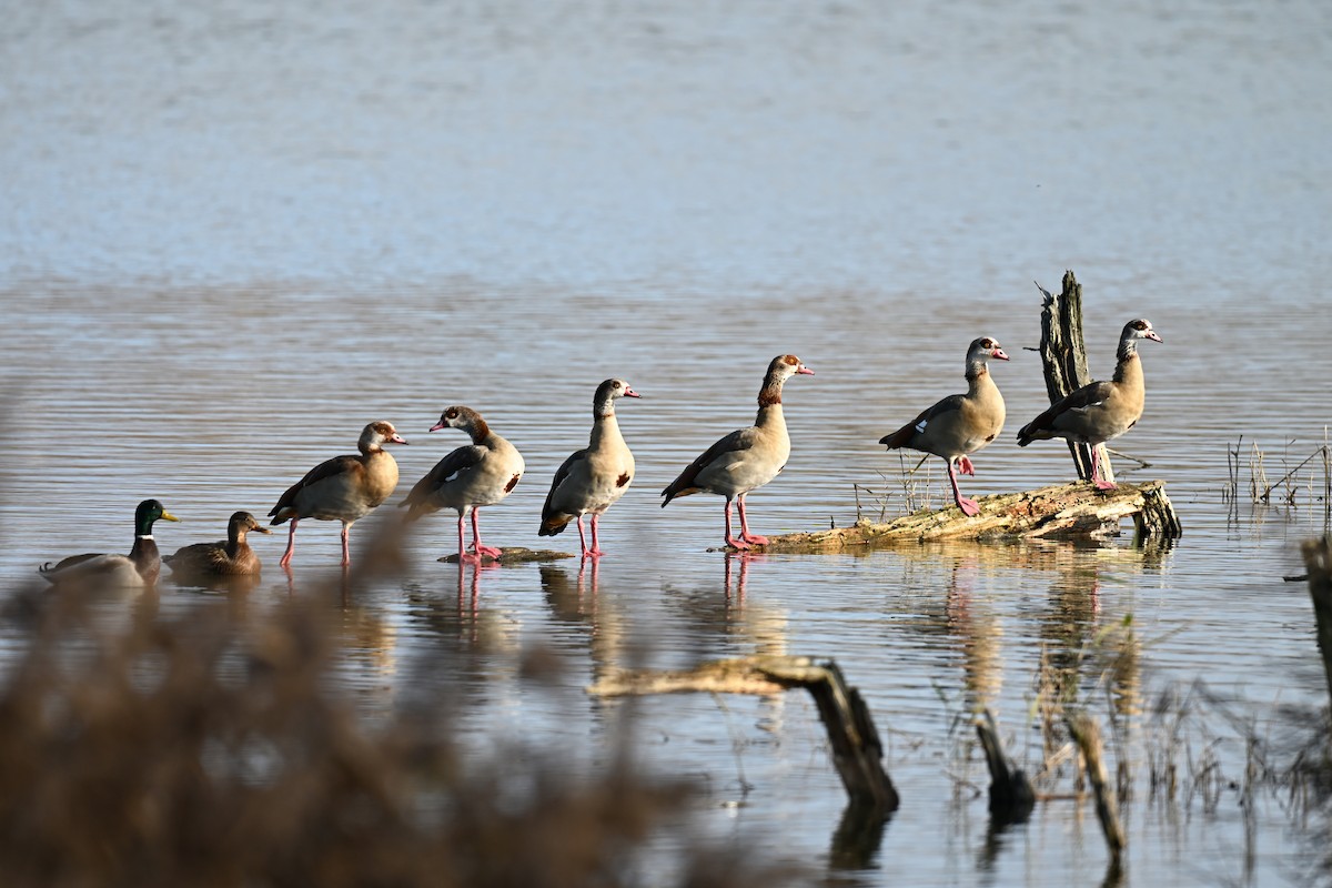 Egyptian Goose - ML647025366