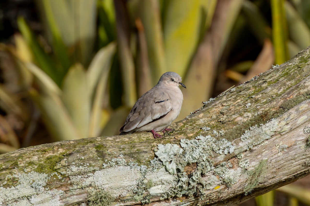 holoubek pikui - ML647025367